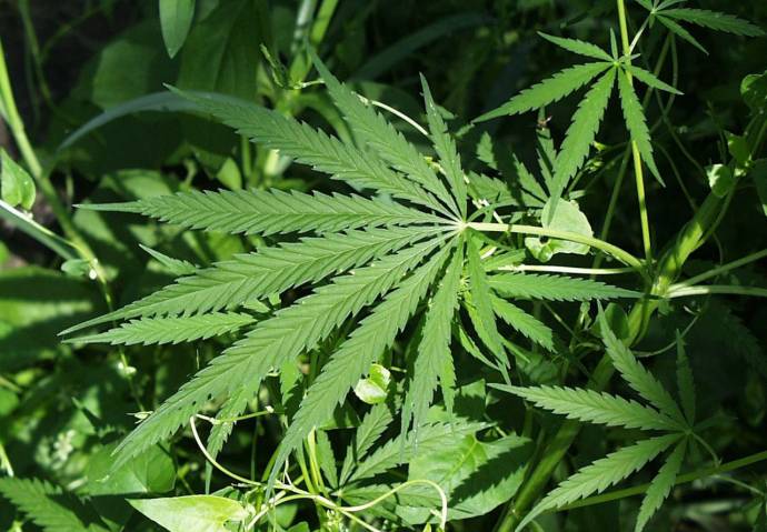 Industrial hemp - cannabis sativa