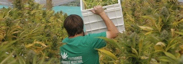 Harvesting medical cannabis in Chile