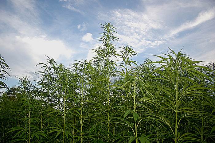 Industrial hemp in construction and building