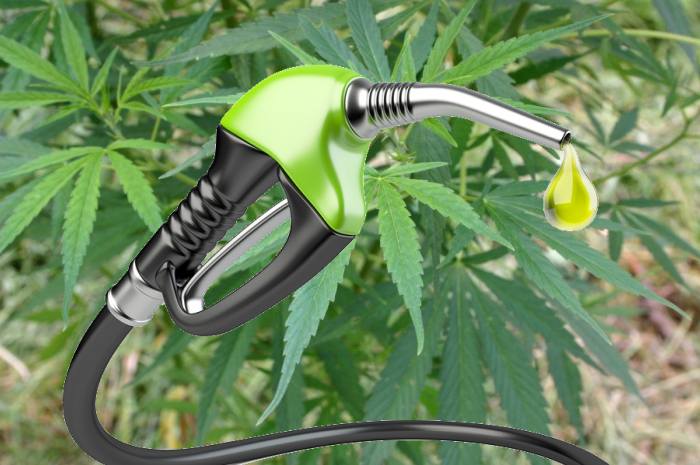 Industrial hemp as a biofuel