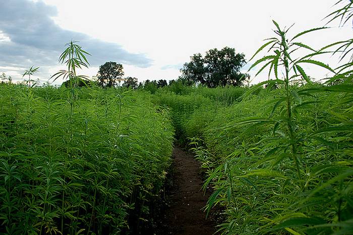 Industrial hemp in agriculture