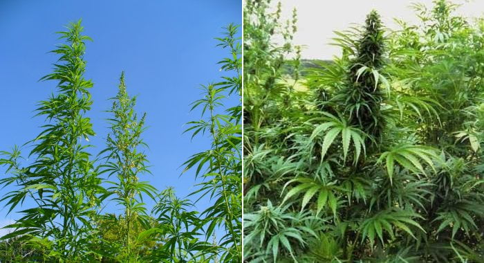 Industrial hemp vs. marijuana