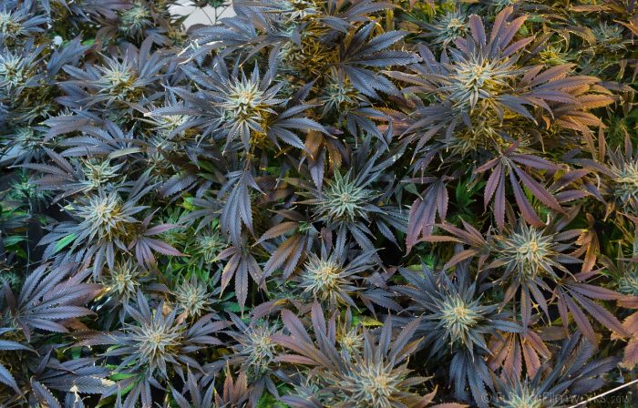 myth-busting marijuana medicine