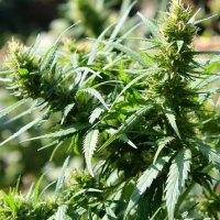 Cannabis Use Linked To Lower Metabolic Syndrome Rates