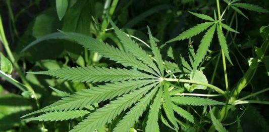 Industrial hemp - cannabis sativa