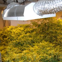Cannabis cultivation - electricity consumption