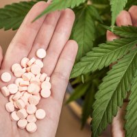 Florida Medical Cannabis Petition Tops 540,000 Signatures