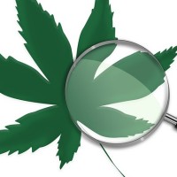 DEA Rescheduling Marijuana Soon … Or Not?