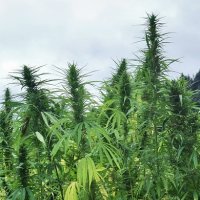State Of Hemp Report Released