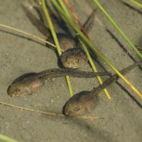Tadpole night vision improved with cannabinoids