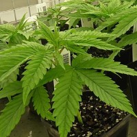 Medicinal marijuana in Victoria