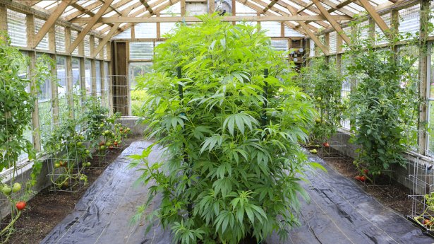 Medicinal cannabis in Western Australia