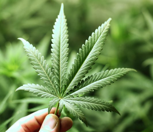 Medical marijuana and teen use