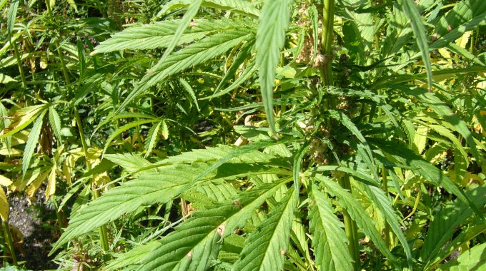 Thailand’s Cabinet Approves Industrial Hemp Cultivation