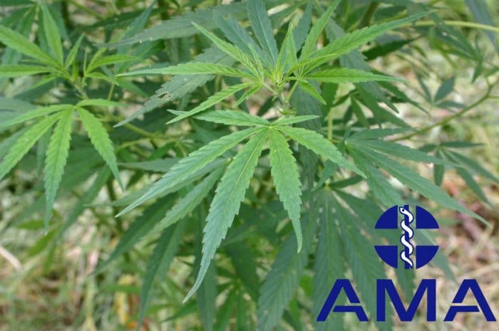 AMA - Medicinal marijuana in Australia