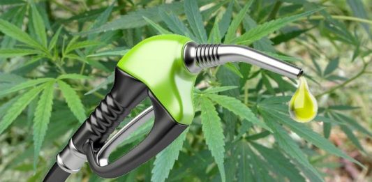 Industrial hemp as a biofuel