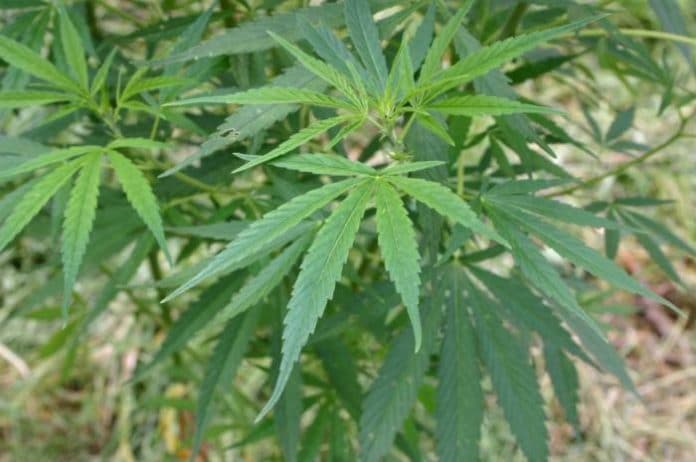 Cannabis legislation in Nevada