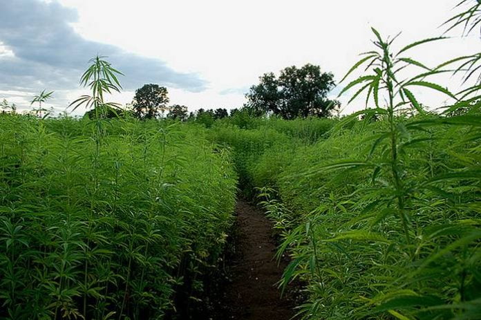 Grow field. Industrial Hemp. Hemp Industrial Production and uses. Hemp processing Plant. Hemp field Landscape.