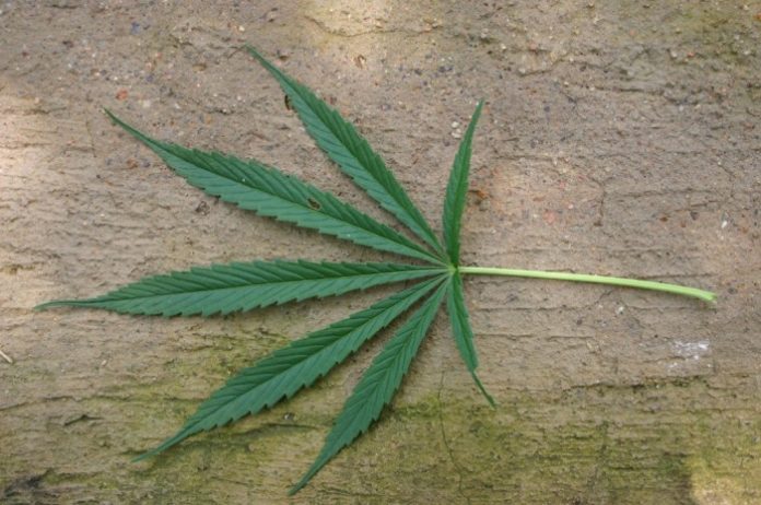 Colorado cannabis regulation