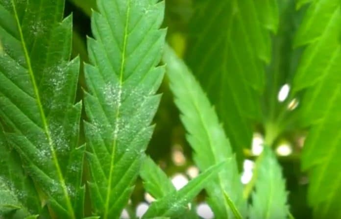 Treating powdery mildew in medical cannabis