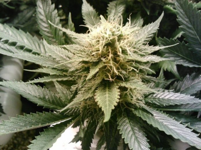 Cannabis medicine access in Australia