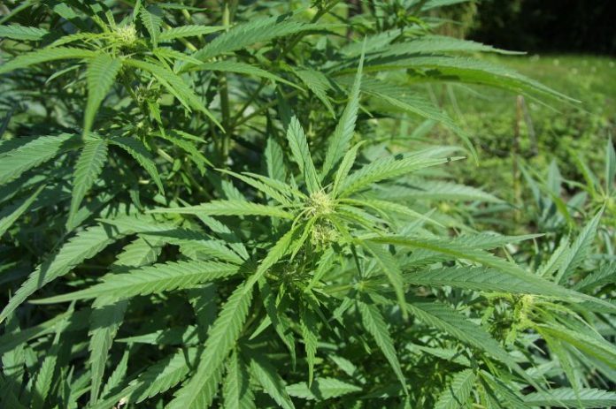 Australian cannabis industry news