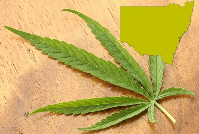 Medical marijuana in New South Wales