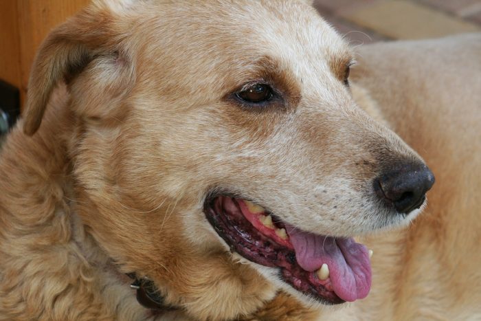 Cannabidiol and dogs - epilepsy and osteoarthritis