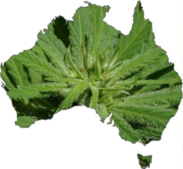 Medicinal marijuana in Australia