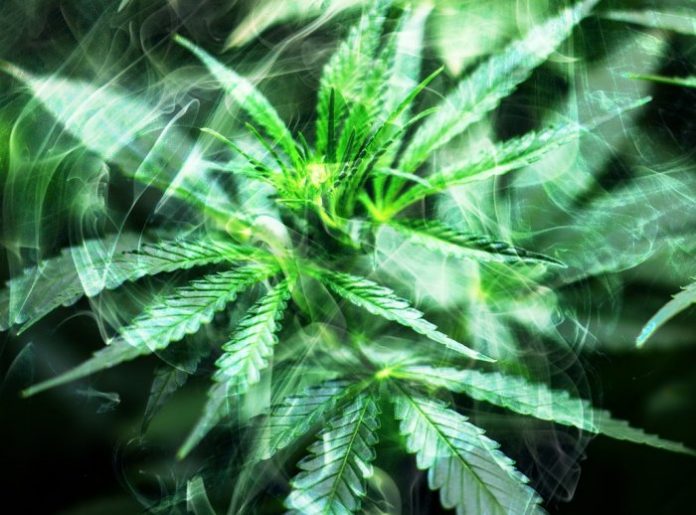 Medicinal marijuana in Maryland
