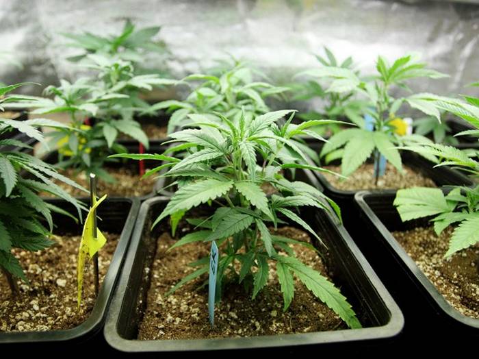 Western Australia's First Medical Cannabis Crop Under Cultivation ...