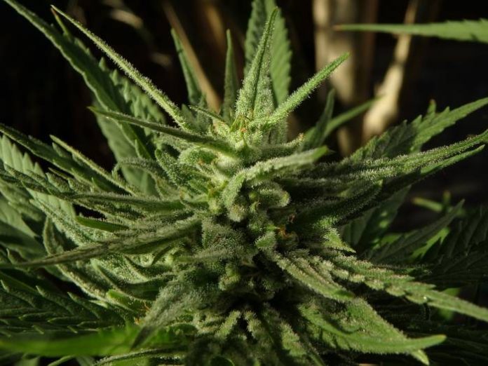 Medicinal marijuana in New Zealand