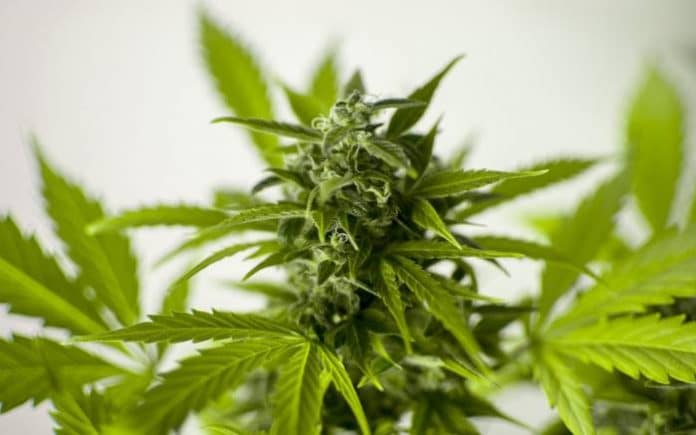 Cannabis medical research - Australia