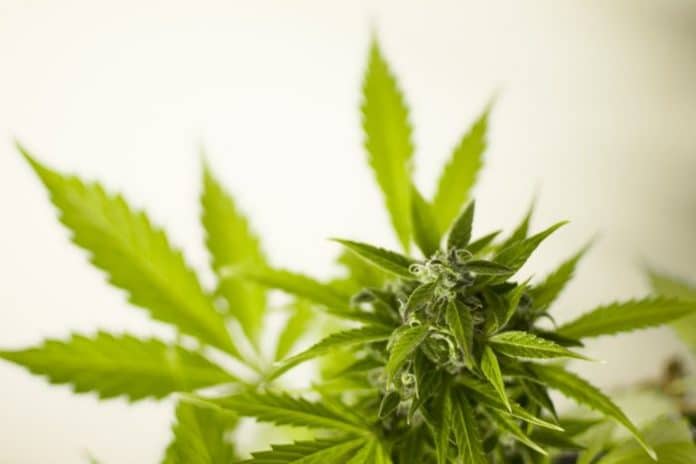 Medicinal Cannabis in Arizona