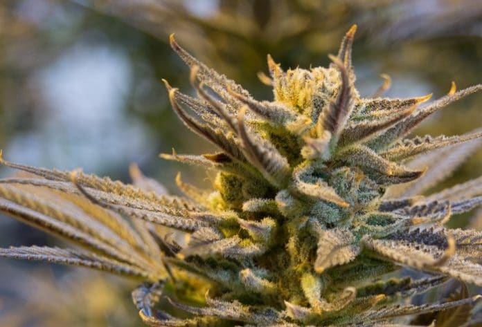 New Zealand Medical Cannabis Amendment Bill