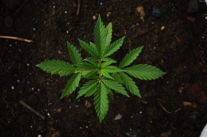 US FDA Seeking Feedback On Cannabis For WHO
