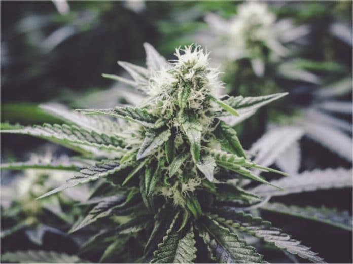 Medicinal cannabis in New Mexico