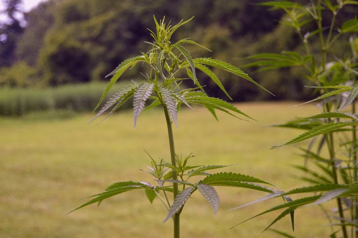 Applications Pour In For Wisconsin Industrial Hemp Pilot