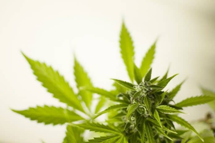 Medical cannabis in Illinois