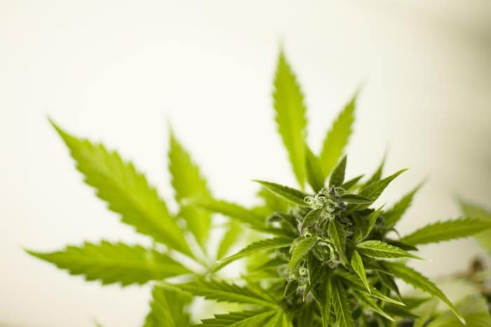 Illinois Bill Seeks To Head Off Opioid Addiction With Cannabis
