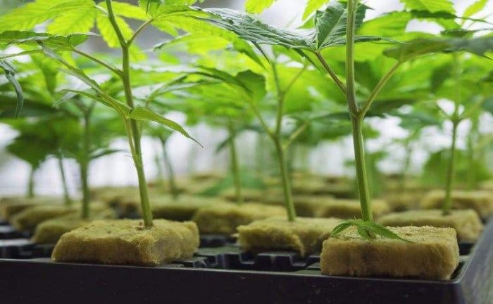 AusCann Powering Ahead On Medical Cannabis