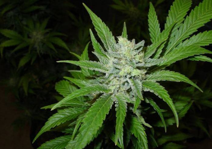 Medicinal cannabis in Louisiana