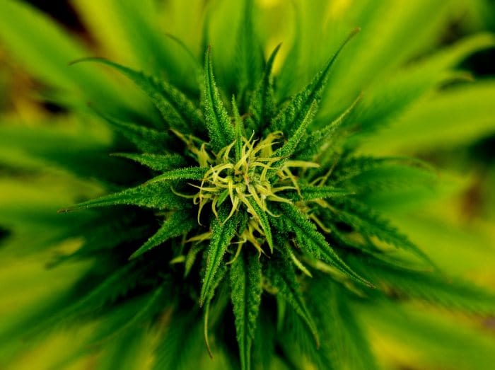 Medicinal marijuana in Michigan
