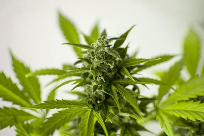 Medical cannabis cultivation near Adelaide