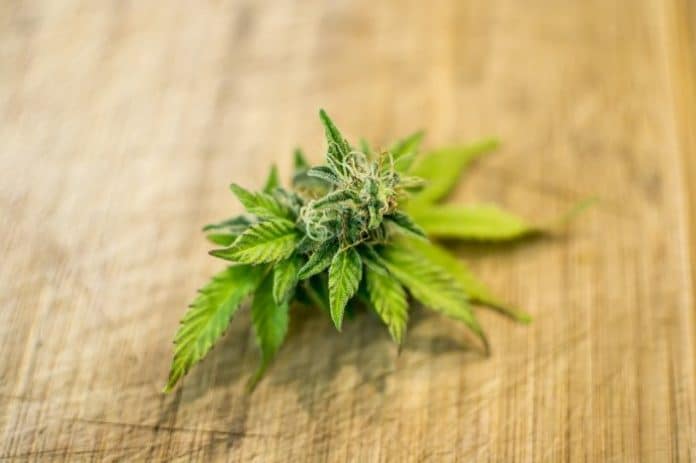 The future of medicinal cannabis in Canada