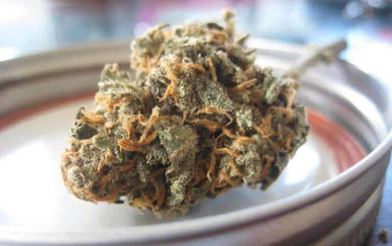 Jobs in the cannabis industry - pay and salary