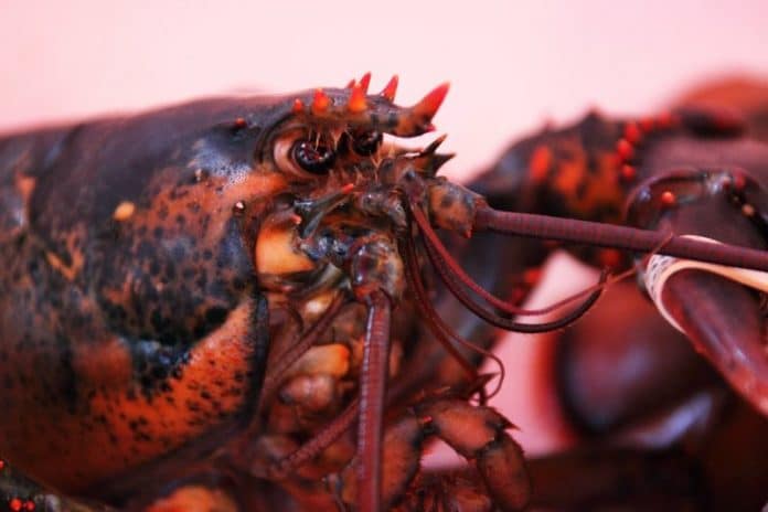 Sedating lobsters with marijuana smoke