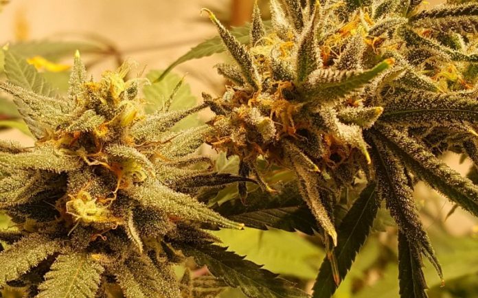 Medicinal marijuana in Indiana