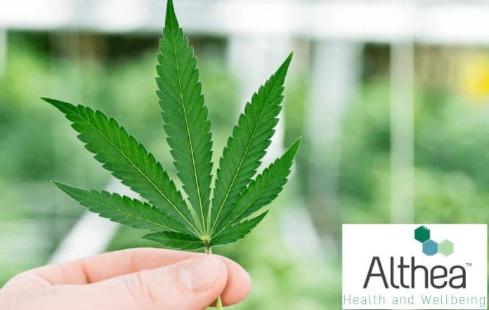 Althea cannabis manufacturing licence