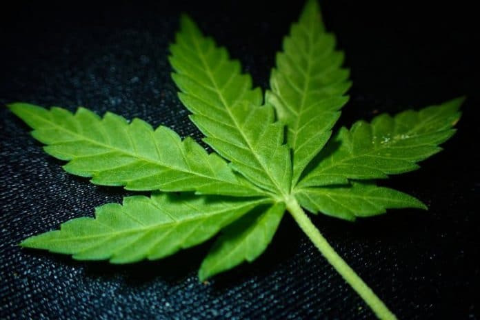 Medicinal cannabis in Queensland